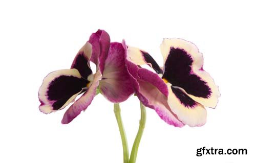 Pansy Isolated - 10xJPGs