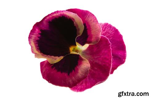 Pansy Isolated - 10xJPGs