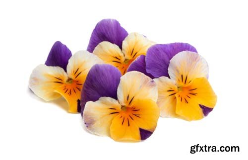 Pansy Isolated - 10xJPGs