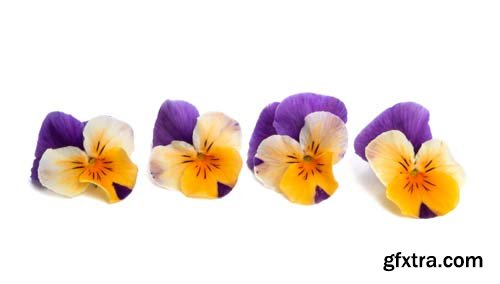 Pansy Isolated - 10xJPGs