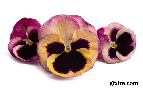 Pansy Isolated - 10xJPGs