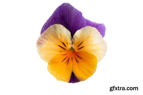 Pansy Isolated - 10xJPGs