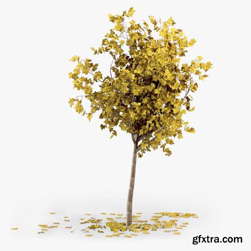 Cgtrader - Autumn Tree 3D model