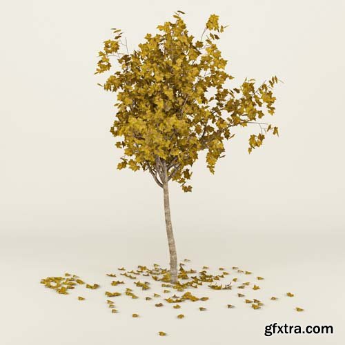 Cgtrader - Autumn Tree 3D model