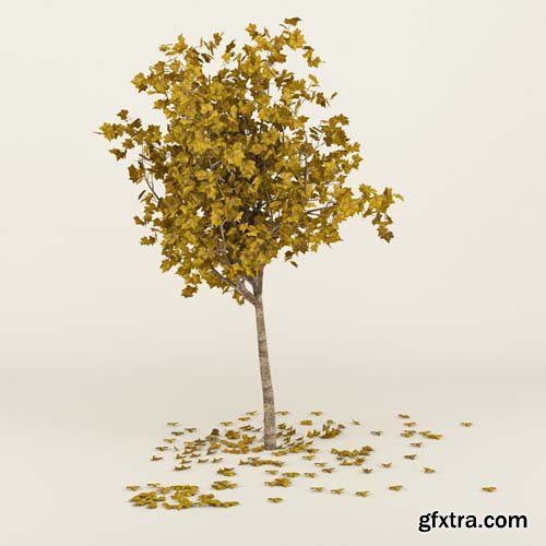 Cgtrader - Autumn Tree 3D model