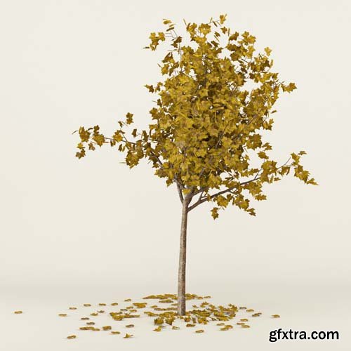 Cgtrader - Autumn Tree 3D model