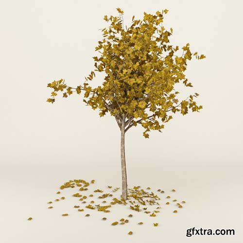 Cgtrader - Autumn Tree 3D model