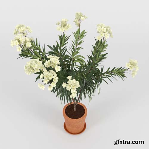 Cgtrader - Nerium Flower 3D model