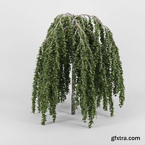 Cgtrader - Betula 3D model