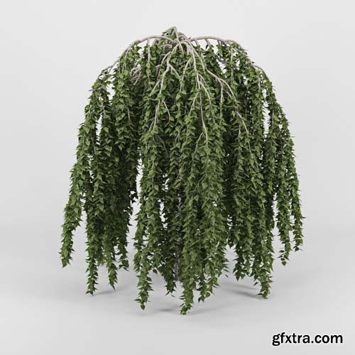 Cgtrader - Betula 3D model