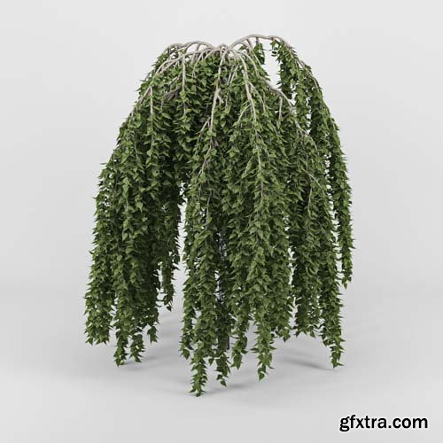 Cgtrader - Betula 3D model