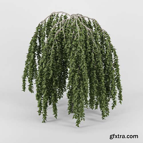 Cgtrader - Betula 3D model