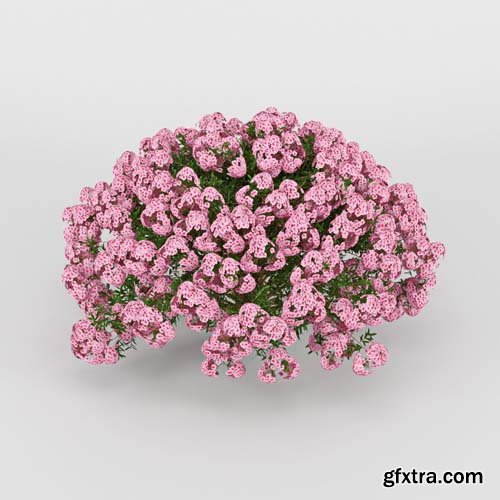 Cgtrader - Azalea 3D model