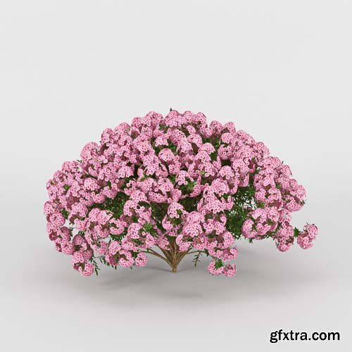 Cgtrader - Azalea 3D model