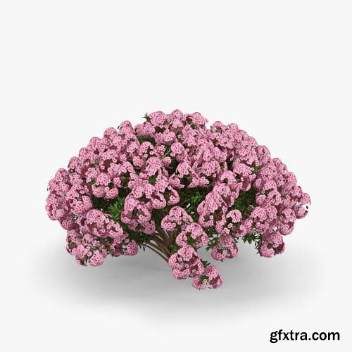 Cgtrader - Azalea 3D model