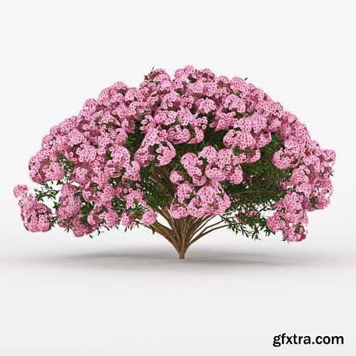 Cgtrader - Azalea 3D model