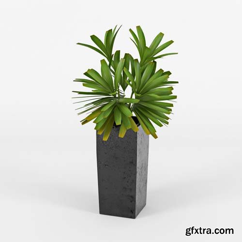 Cgtrader - Natural Indoor Plant 3D model