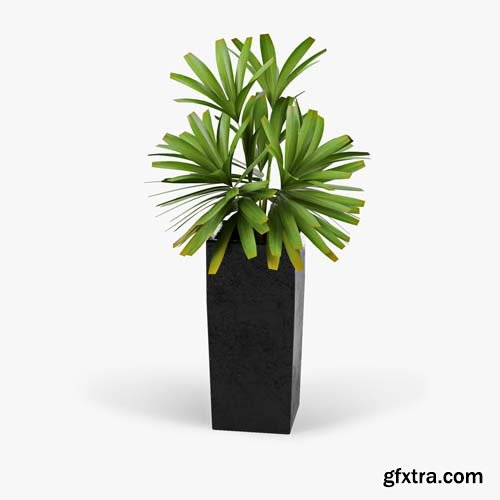 Cgtrader - Natural Indoor Plant 3D model