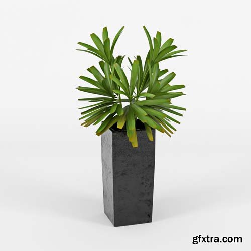 Cgtrader - Natural Indoor Plant 3D model