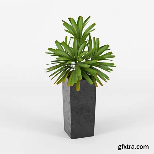 Cgtrader - Natural Indoor Plant 3D model