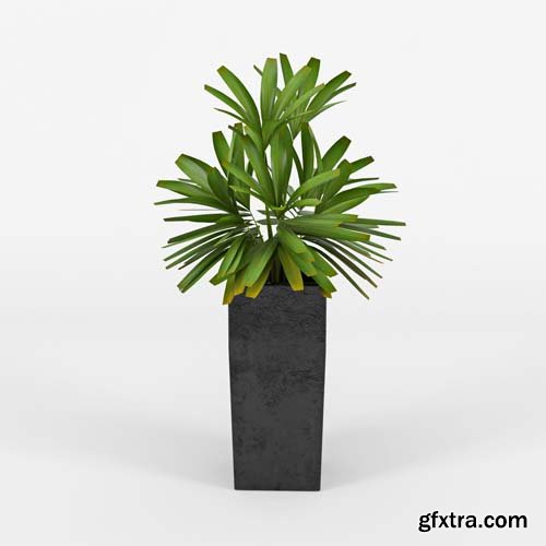 Cgtrader - Natural Indoor Plant 3D model