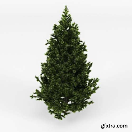 Cgtrader - Fir Tree 3D model