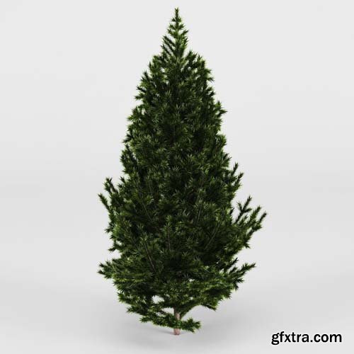 Cgtrader - Fir Tree 3D model