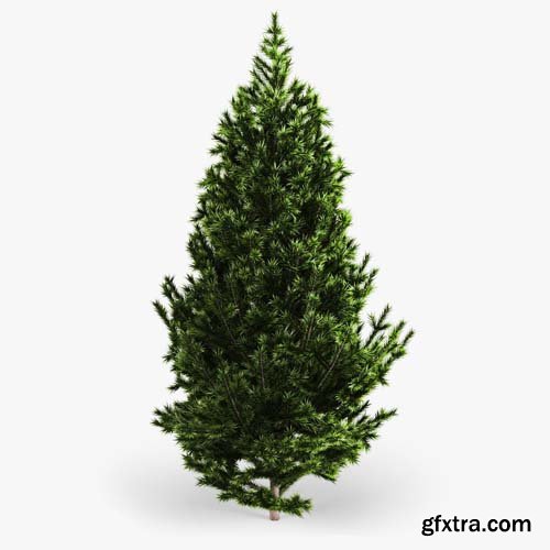 Cgtrader - Fir Tree 3D model