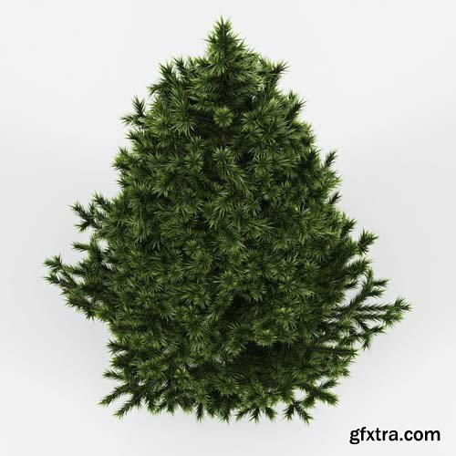 Cgtrader - Fir Tree 3D model