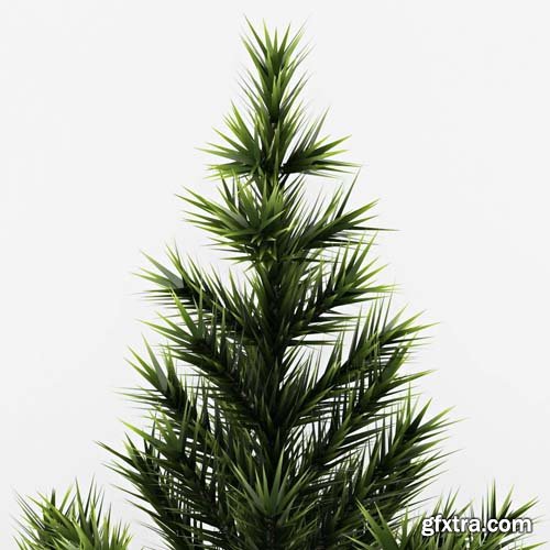 Cgtrader - Fir Tree 3D model