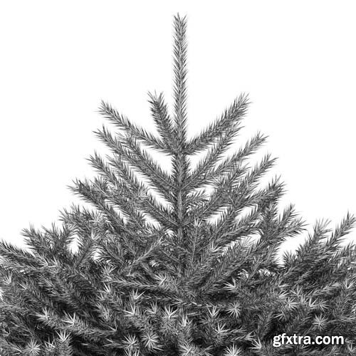 Cgtrader - Fir Tree 3D model