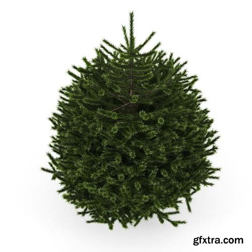 Cgtrader - Fir Tree 3D model