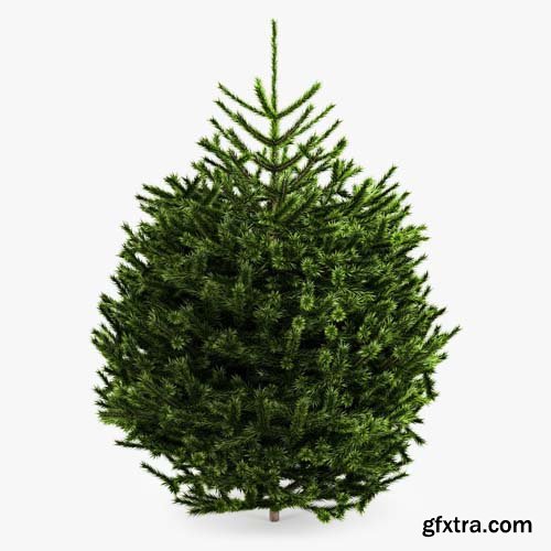 Cgtrader - Fir Tree 3D model