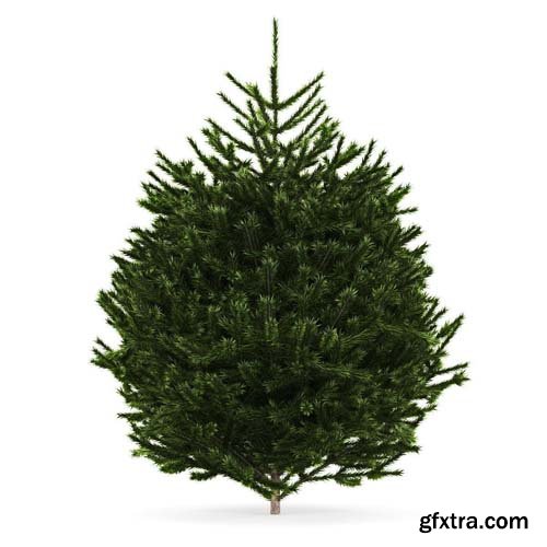 Cgtrader - Fir Tree 3D model