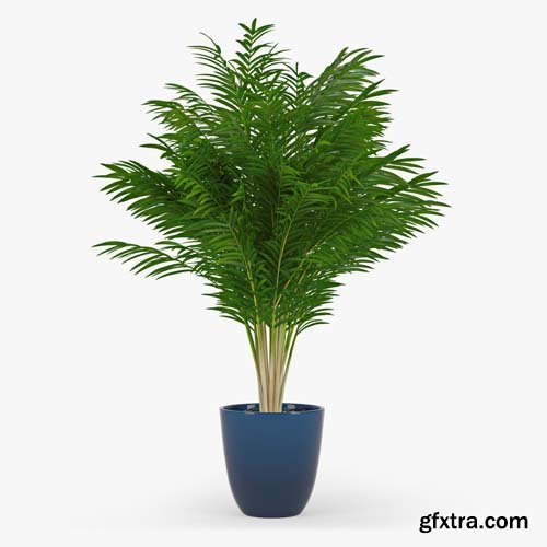 Cgtrader - Areca Palm 3D model