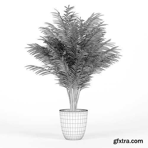 Cgtrader - Areca Palm 3D model