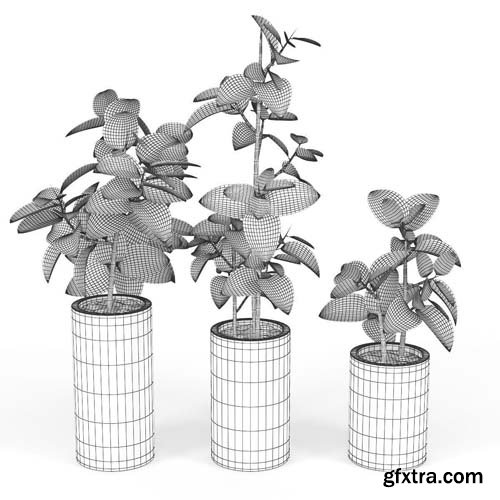 Cgtrader - Ficus Elastica 3D model