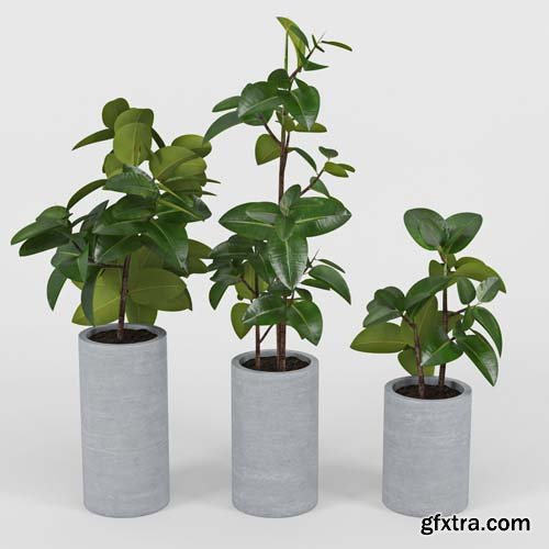 Cgtrader - Ficus Elastica 3D model