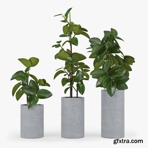 Cgtrader - Ficus Elastica 3D model