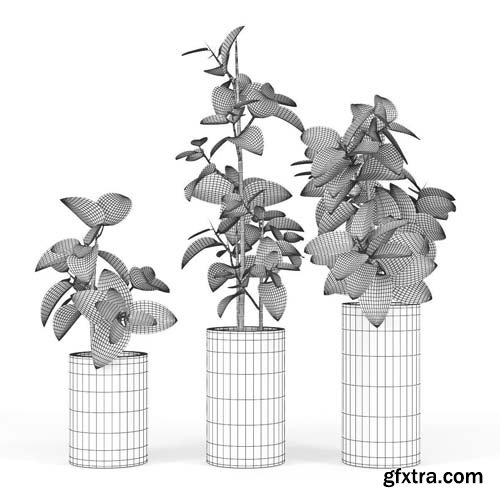 Cgtrader - Ficus Elastica 3D model