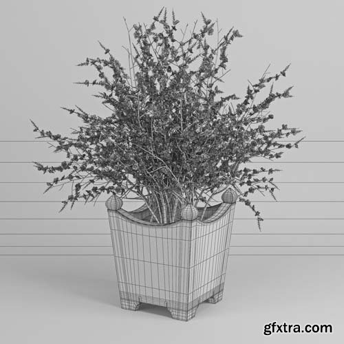 Cgtrader - Chaenomeeles japoonica 3D model