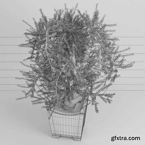 Cgtrader - Olea europaea 3D model