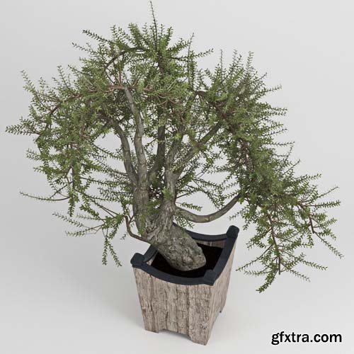 Cgtrader - Olea europaea 3D model