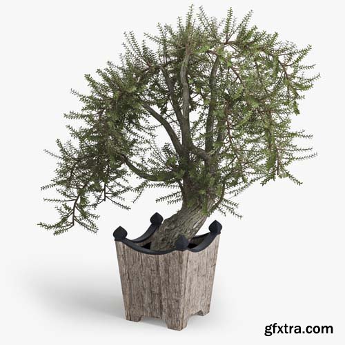 Cgtrader - Olea europaea 3D model