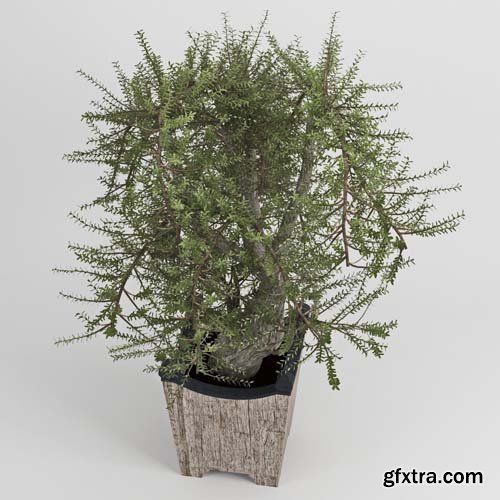 Cgtrader - Olea europaea 3D model