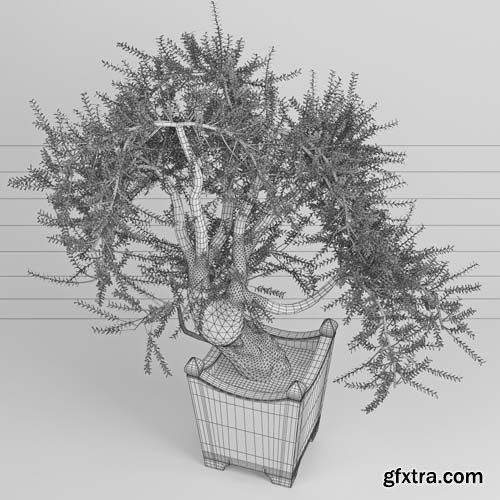 Cgtrader - Olea europaea 3D model