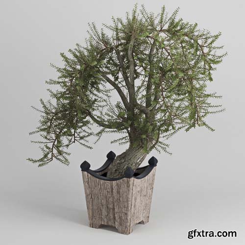 Cgtrader - Olea europaea 3D model