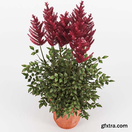 Cgtrader - Astilbe 3D model