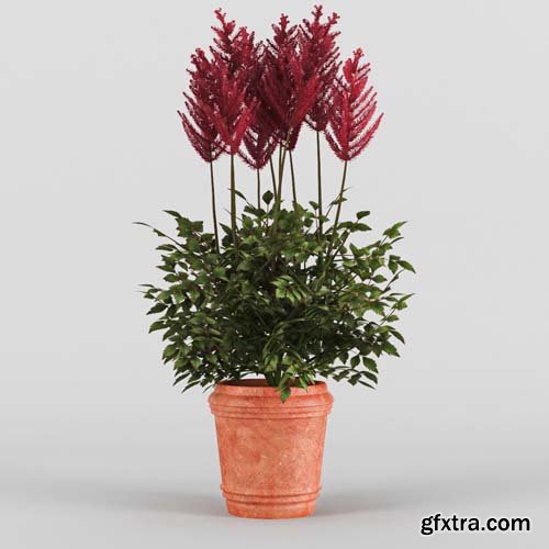 Cgtrader - Astilbe 3D model