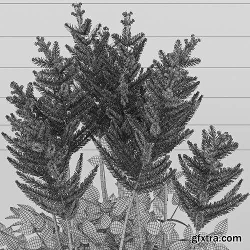 Cgtrader - Astilbe 3D model